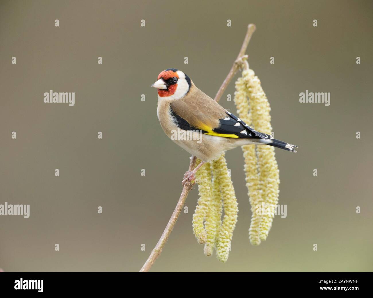 European Goldfinch (Carduelis Carduelis) thront auf Hazel Twig mit Catkins, Yorkshire, England, Februar Stockfoto