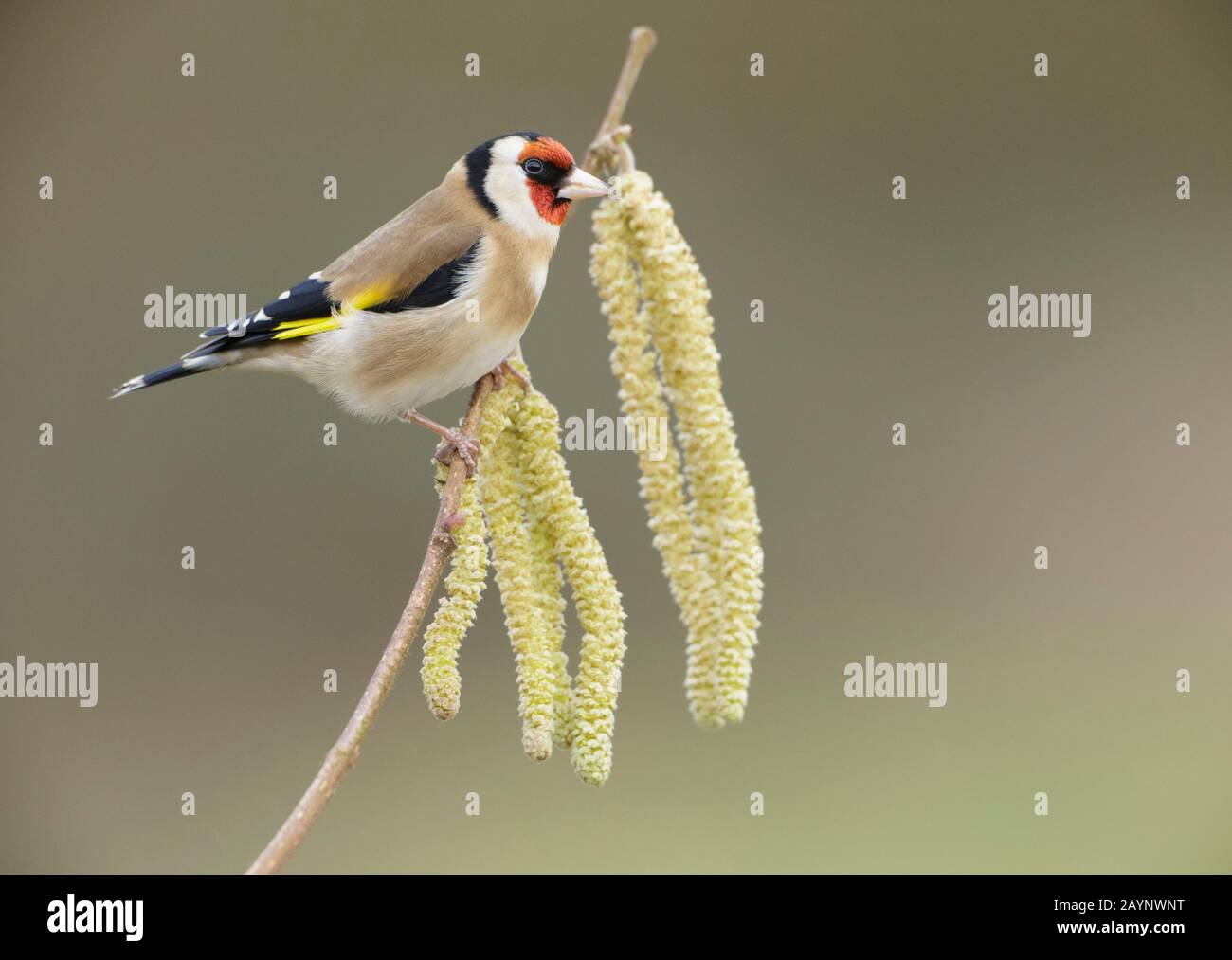European Goldfinch (Carduelis Carduelis) thront auf Hazel Twig mit Catkins, Yorkshire, England, Februar Stockfoto