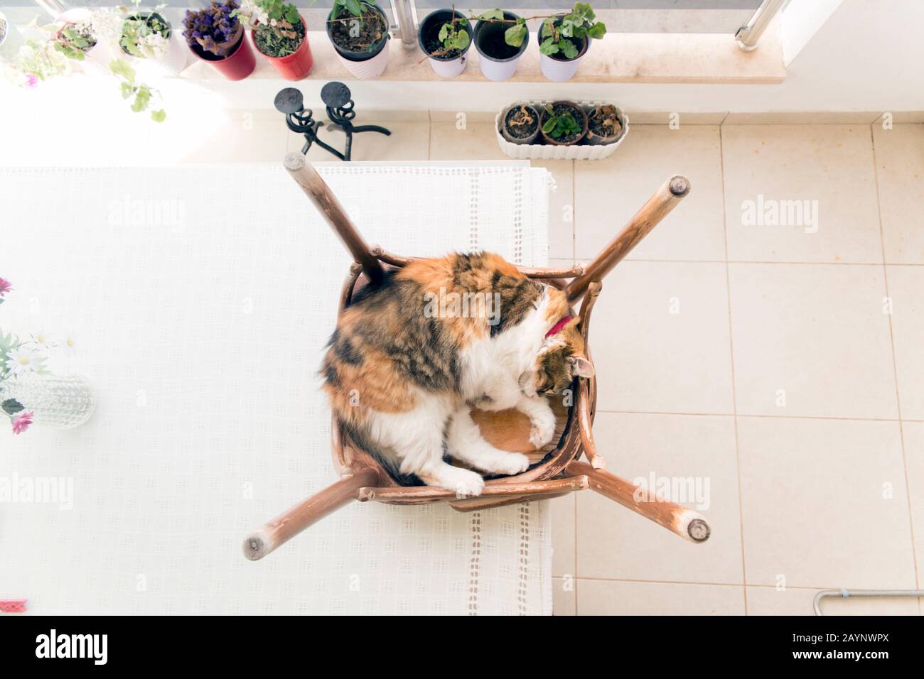 Calico-Katze schläft auf einem umgekehrten rustikalen Stuhl in der Draufsicht. Stockfoto