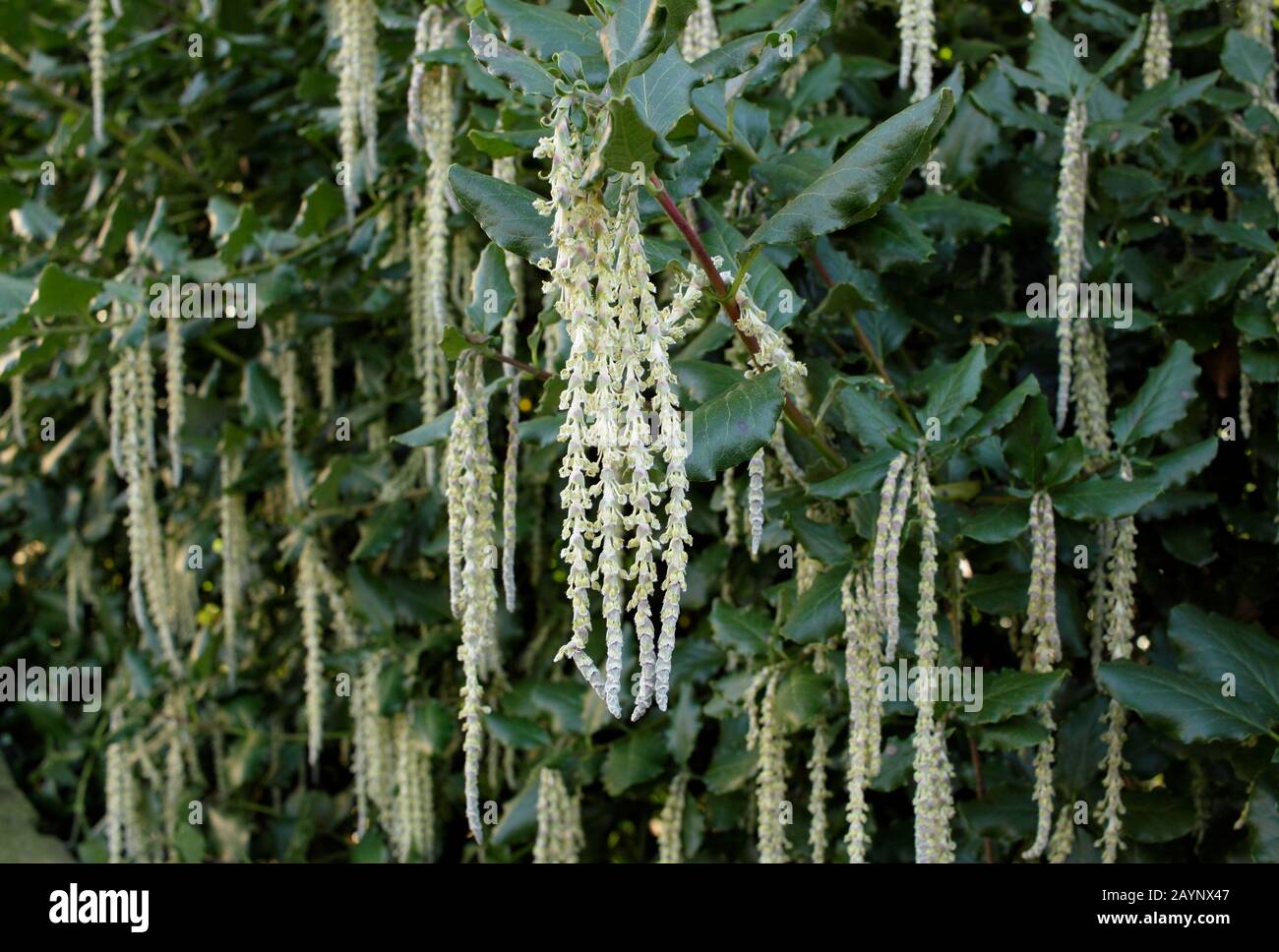 Garrya Elliptica "James Roof". Silbrig grüne Katzinnen des Seidenasselbaums im Winter. GROSSBRITANNIEN. Stockfoto