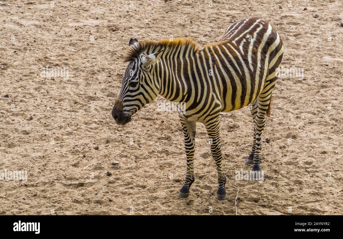 Nahaufnahme des Zebra-Porträts eines Grants, tropische Wildpferdespezialitäten aus Afrika Stockfoto