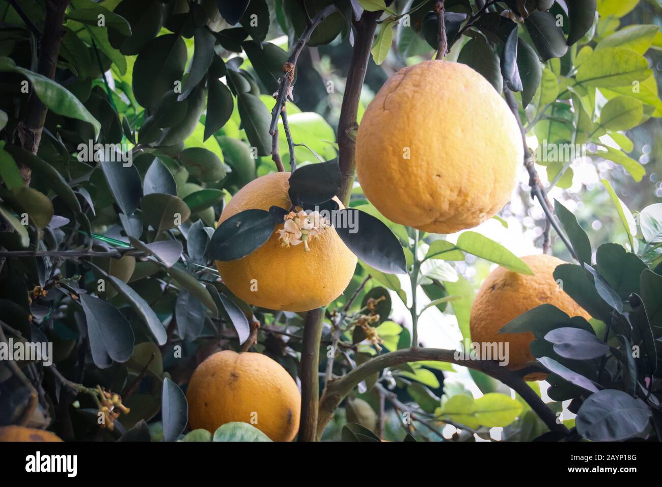 Reife gelbe Pomelo-Frucht (Citrus Maxima) bereit für die Ernte in den Obstgärten Stockfoto