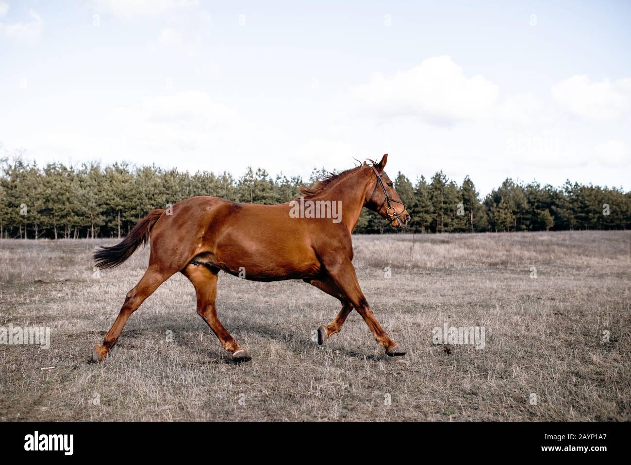 Das Pferd galoppiert im Gang, ein Porträt im Tageslicht und rast auf der Weide. Stockfoto