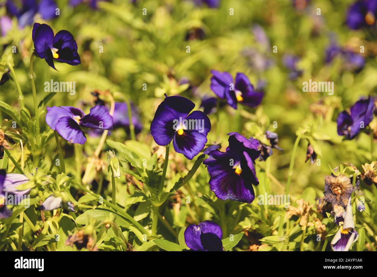 Blaue Pansies in voller Blüte, als Springtime naht Stockfoto