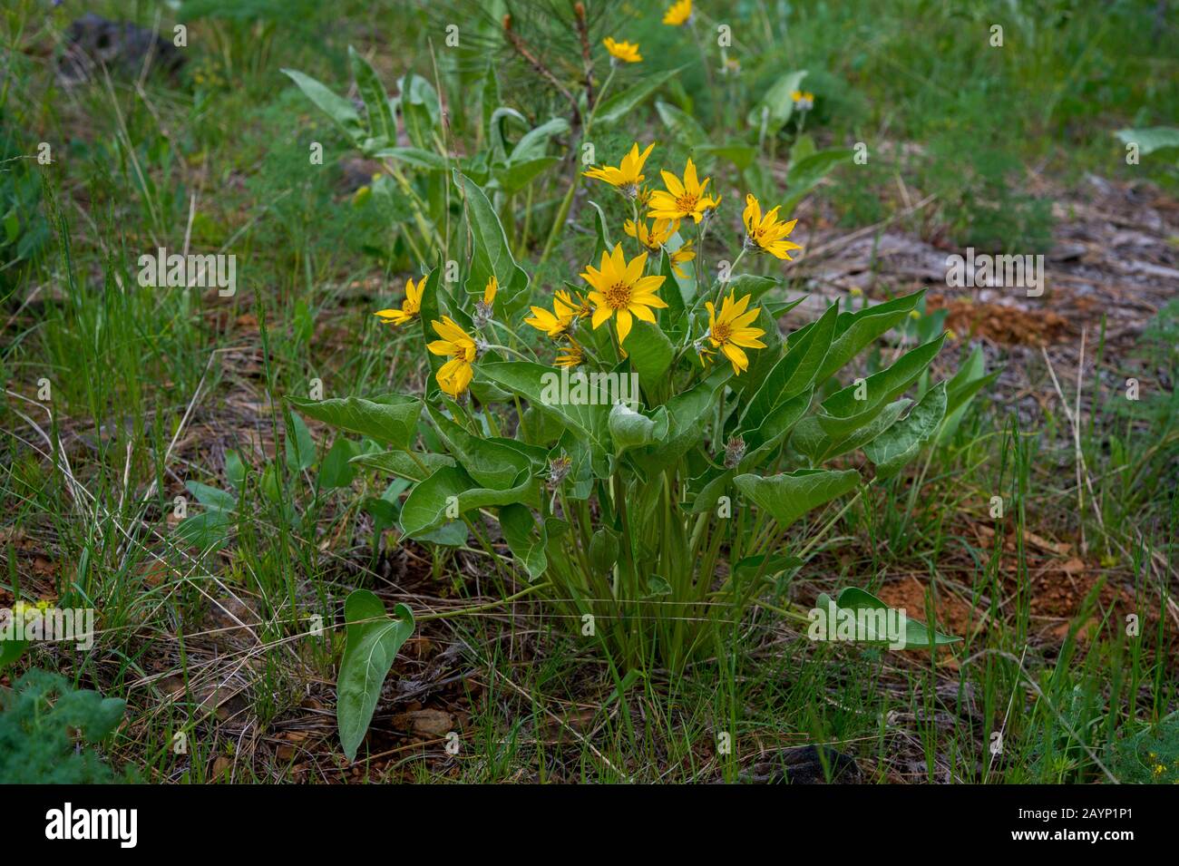 Arnika blüten Fotos und Bildmaterial in hoher Auflösung Alamy