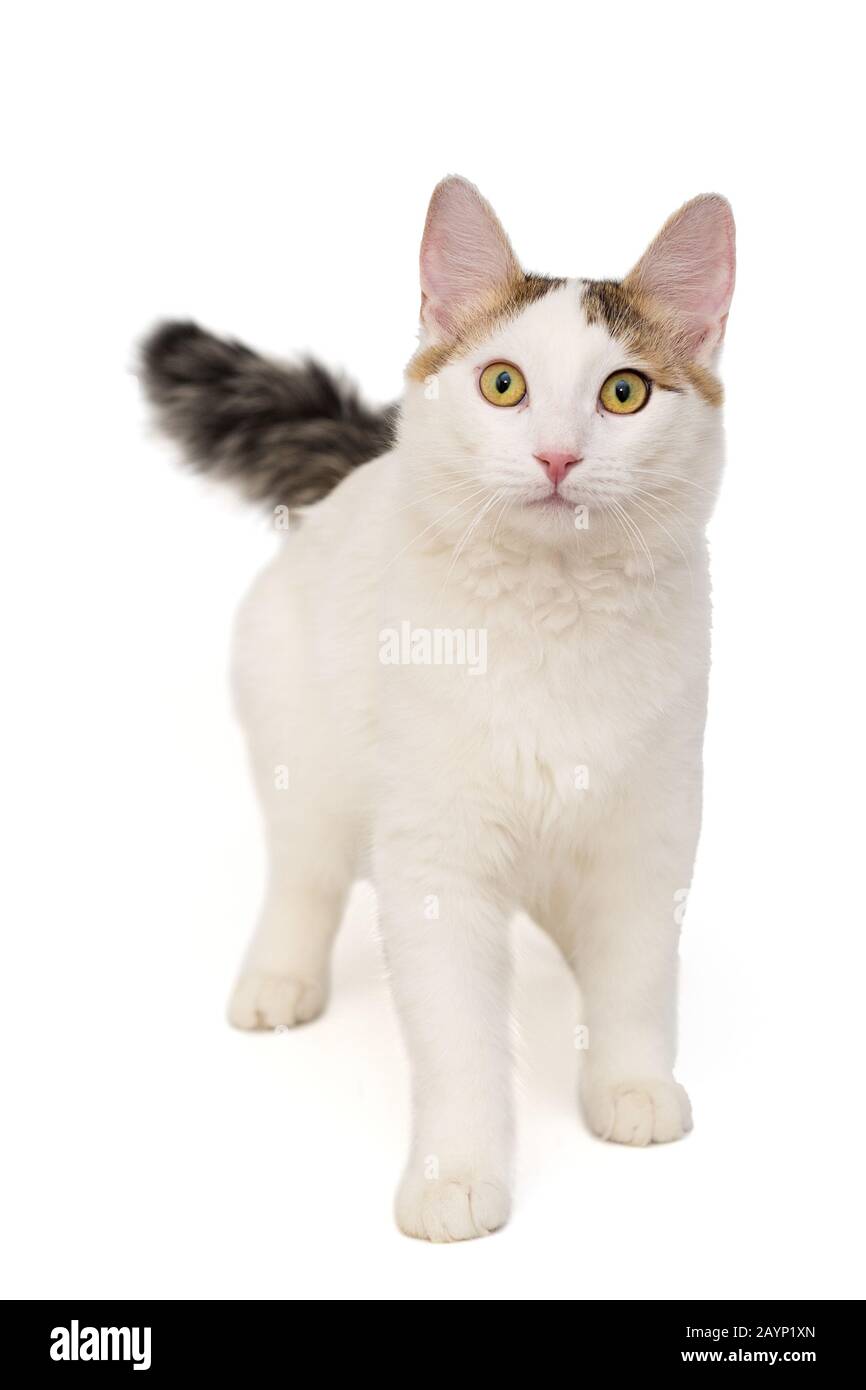 Die Katze ist weiß, mit Flecken, die auf einem weißen Hintergrund isoliert sind Stockfoto