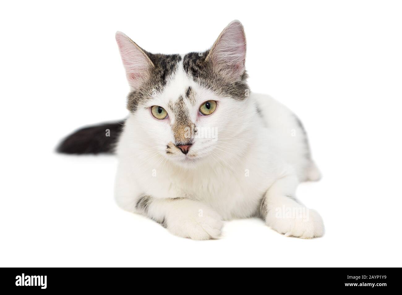 Die Katze ist weiß, mit Flecken, die auf einem weißen Hintergrund isoliert sind Stockfoto