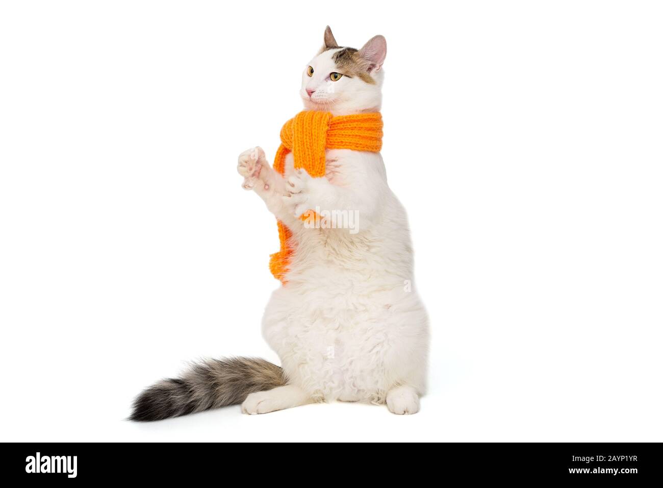 Weiße Katze in orangefarbenem Schal isoliert auf weißem Hintergrund Stockfoto
