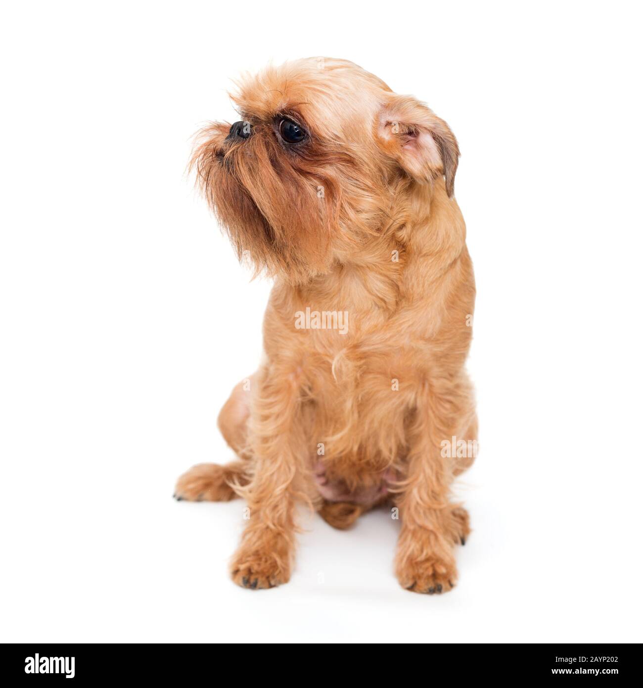 Hunderasse Brüssel-Griffon, isoliert auf weißem Hintergrund Stockfoto