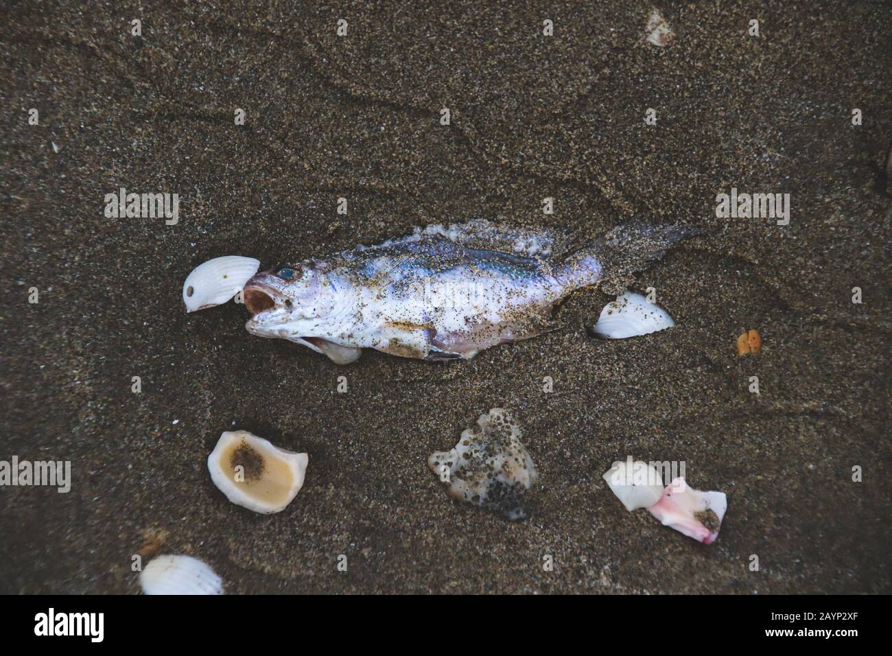 Tote Fische auf dem Sand, die rote Flut und die Auswirkungen des Klimawandels, der Umweltverschmutzung und der Umweltschäden zeigen Stockfoto