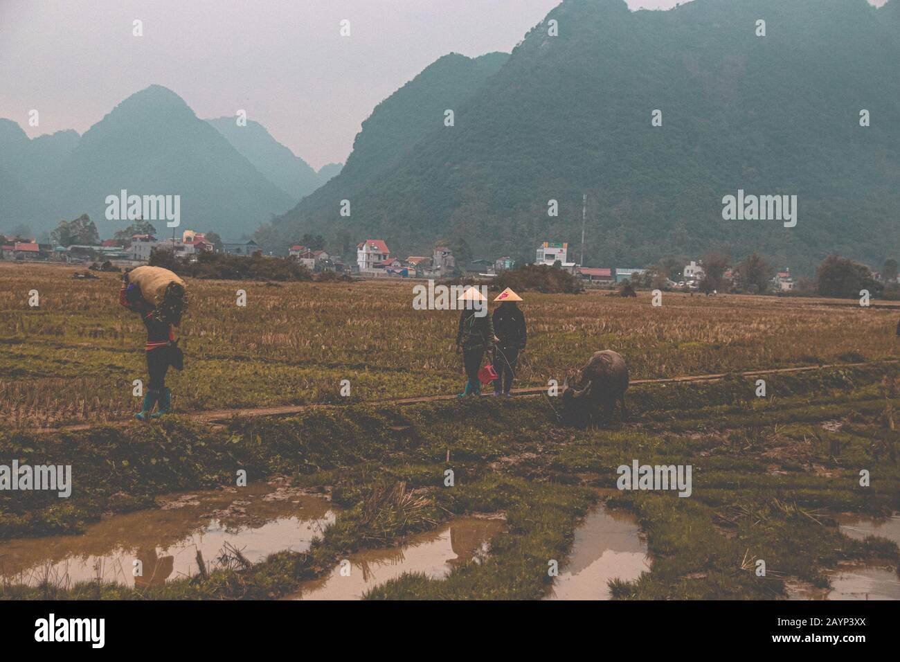 Ländliche Szenerie wie im Kino von Bauern, die während der Regenzeit in ha giang, Vietnam, im Reisaddy arbeiten. Stockfoto