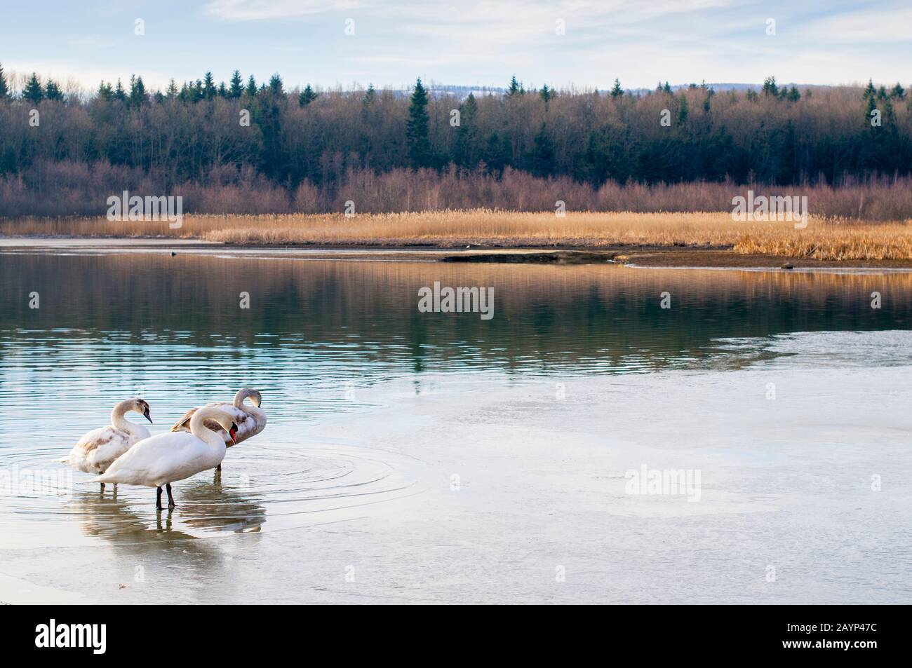 Schwäne auf einem eisigen See ruhen und schwimmen Stockfoto