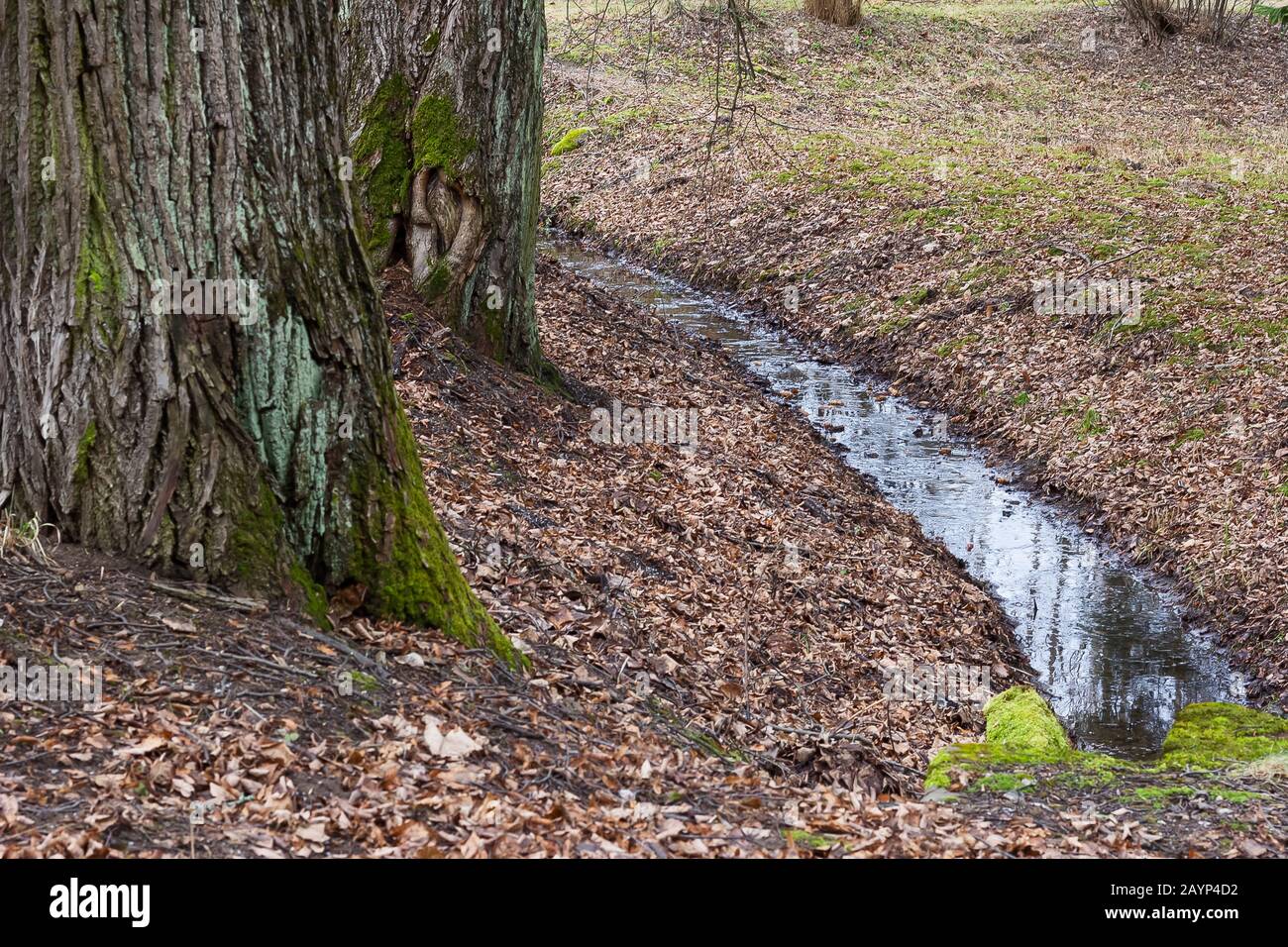 Waldstrommoos und Laub alter Bäume Stockfoto