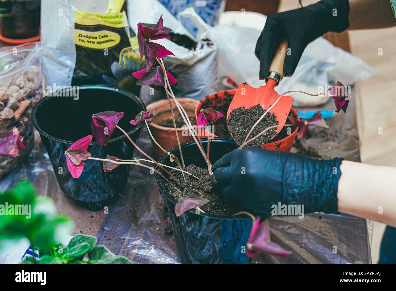 Frau kümmert sich mit Schaufel um Hauspflanzen. Hobby für die Innengärtnerei. Selektiver Fokus. Stockfoto