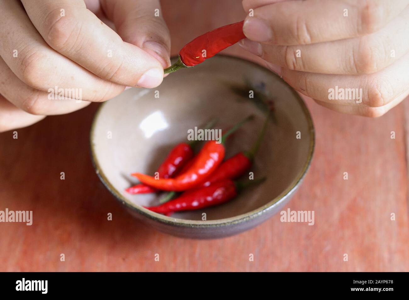 Nahaufnahme der Hände, die rote Chilis zum Kochen vorbereiten, um das Konzept der Gastronomie, Küche, saubere und gesunde Ernährung und Ayurveda-Küche zu zeigen Stockfoto