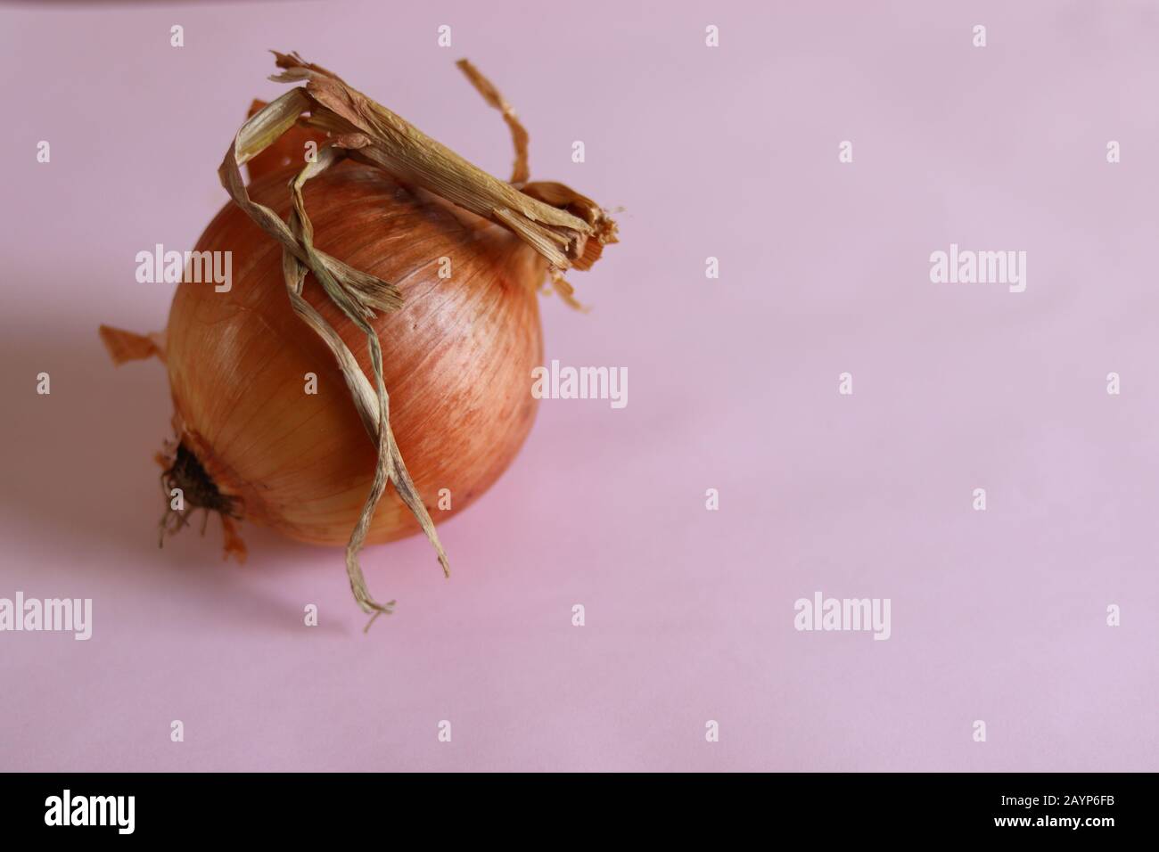Eine einzige Zwiebelbirne mit pinkfarbenem Hintergrund, die das Konzept der Gastronomie, Küche und Lebensmittelindustrie zeigt Stockfoto