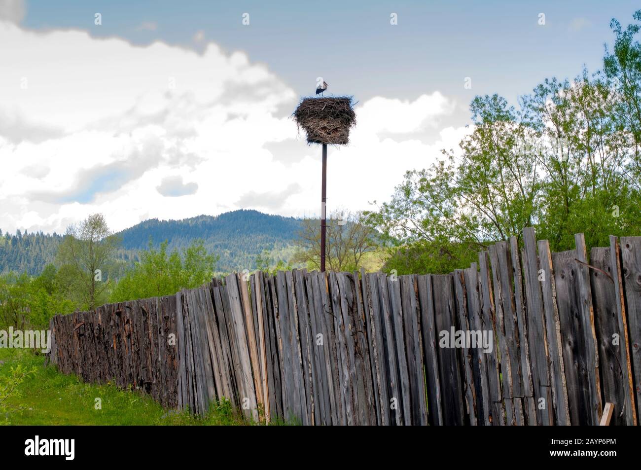 Schöne Storchvögel im Frühjahr an einem klaren Tag im Nest Stockfoto