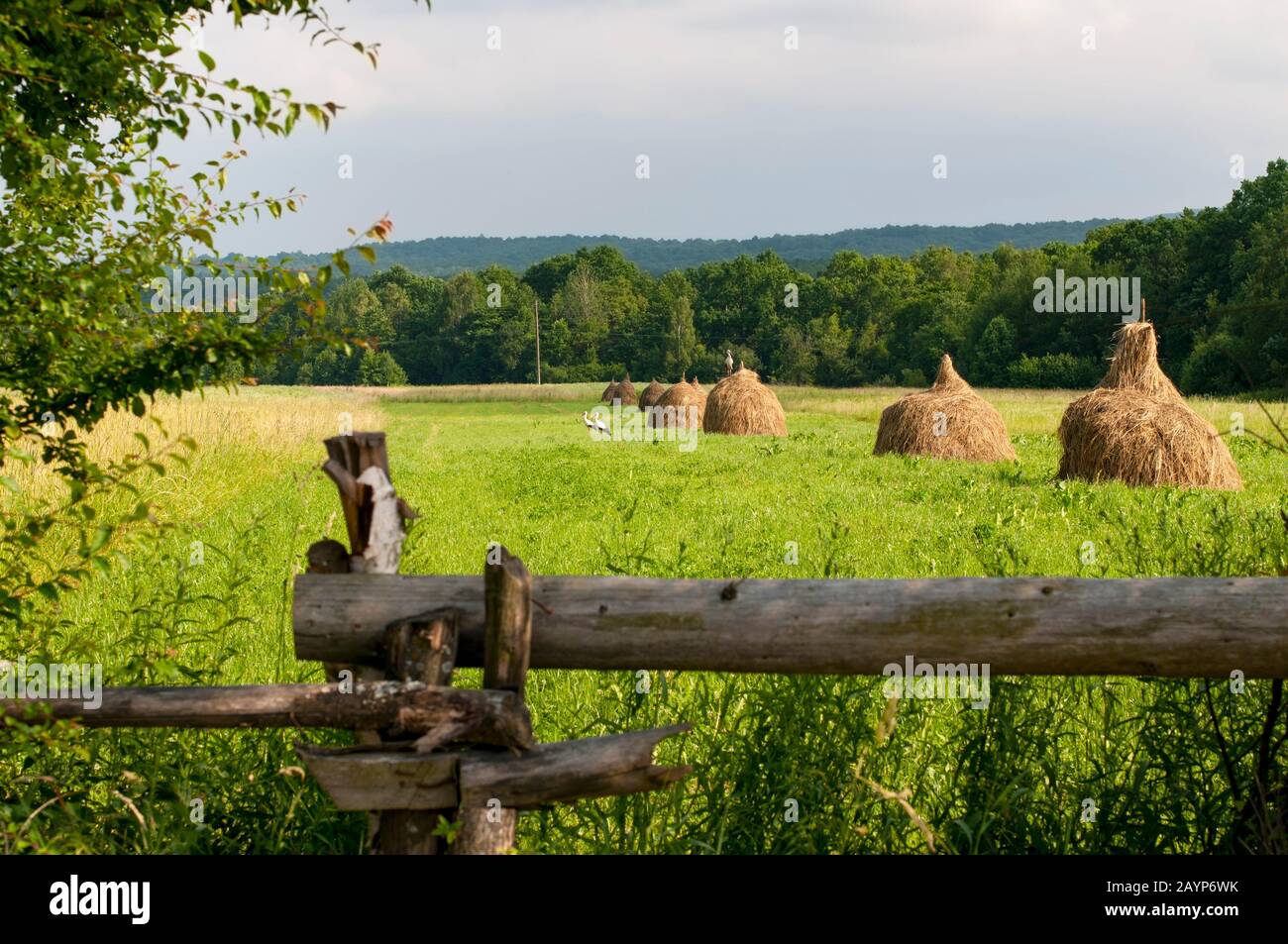 Schöne Storchvögel im Frühjahr an einem klaren Tag im Nest Stockfoto