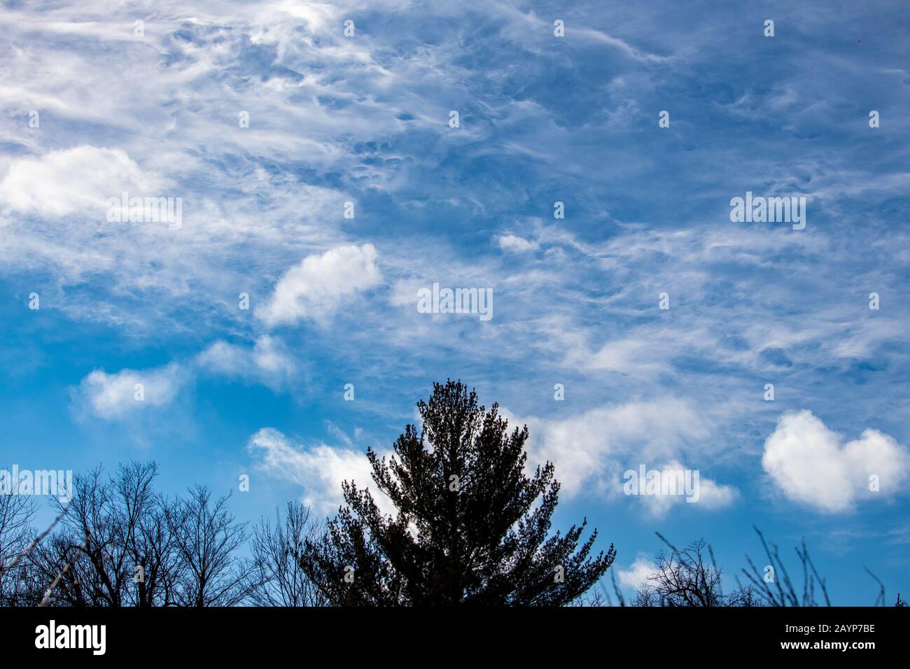 Cirrus Wolken hoch in der Atmosphäre werden wirbelnd gesehen und bilden interessante Texturen im blauen Himmel. Baumwipfel, darunter ein zentraler Evergreen, sind Stockfoto