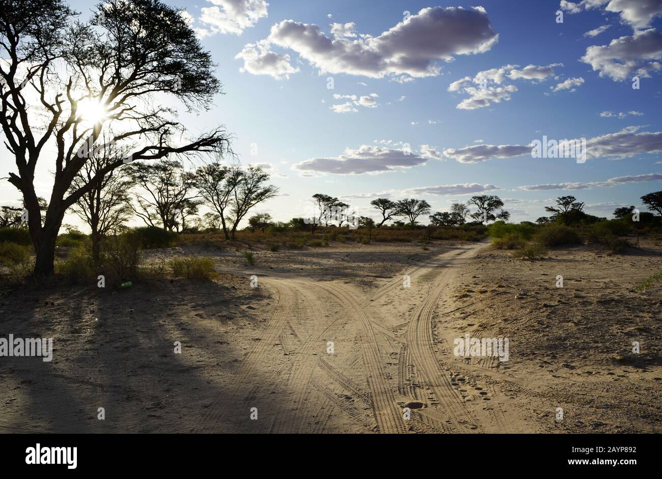 Eine Weggabelung in einer Savannenlandschaft Stockfoto