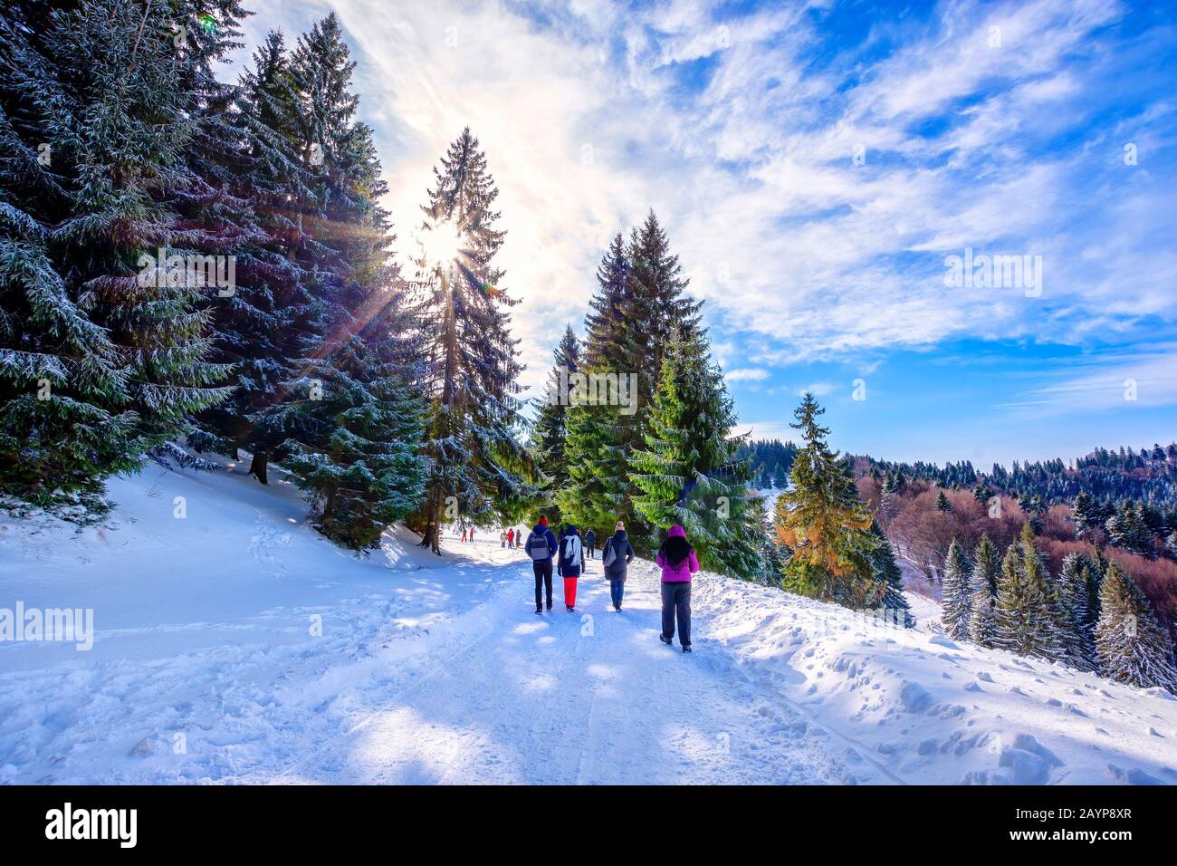 Erholungsgebiet auf der Straße zwischen dem Tei Brazi Chalet und dem Secuilor Chalet auf über 1000 m und 5 km vom Predeal Ski Resort, Prahova Valley, Rumänien Stockfoto