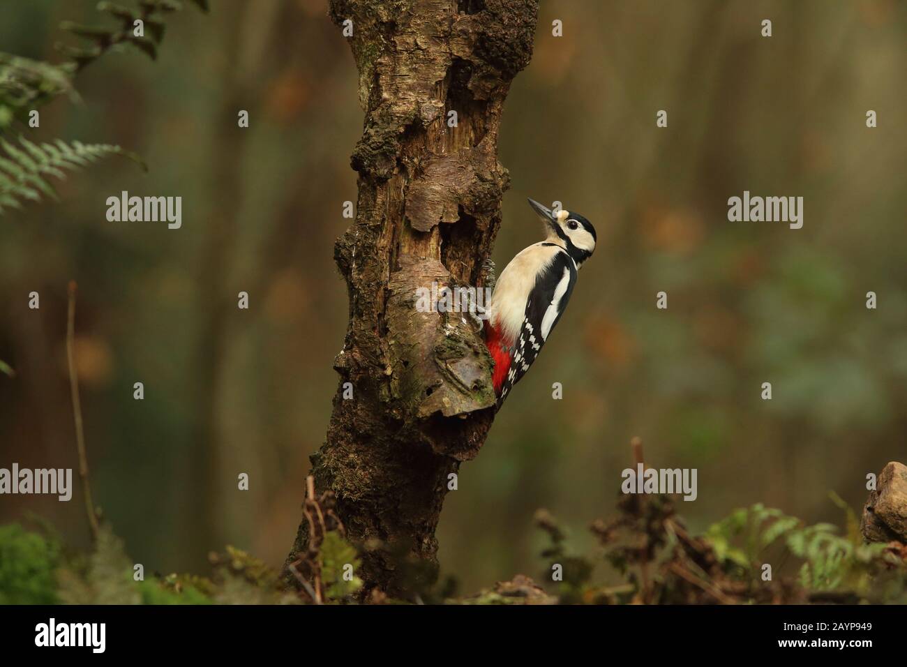 Great Spotted Woodpecker, der einen Baum in den Wald klettert (Vogel des Waldes und der Wälder) Stockfoto