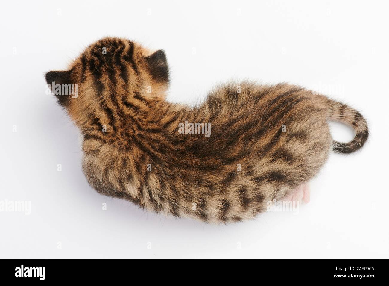 Süße, kitty braune Katze, isoliert über der Draufsicht Stockfoto