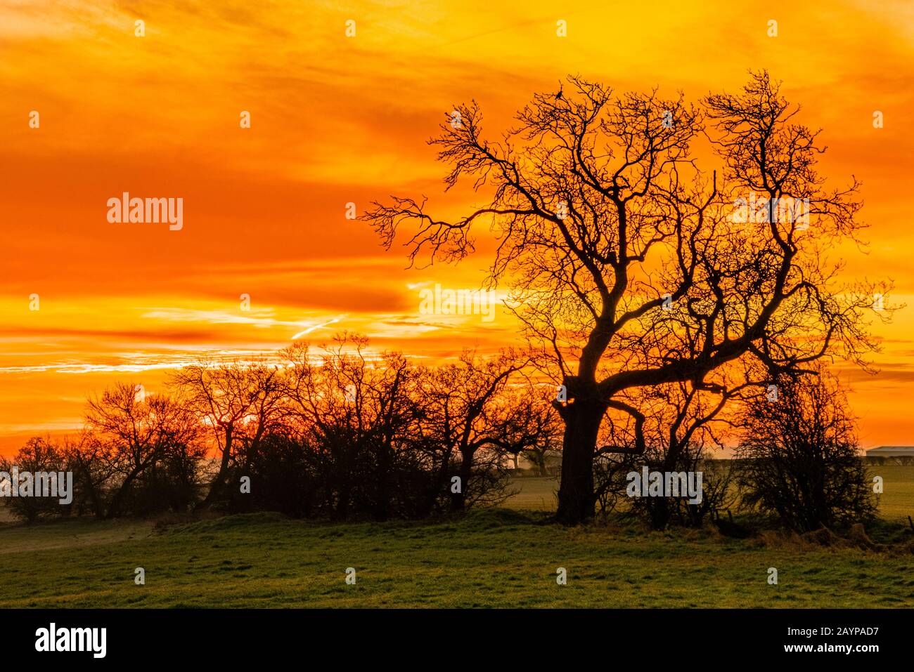 Baum vor Sunrise, Meppershall, Bedfordshire, Großbritannien Stockfoto