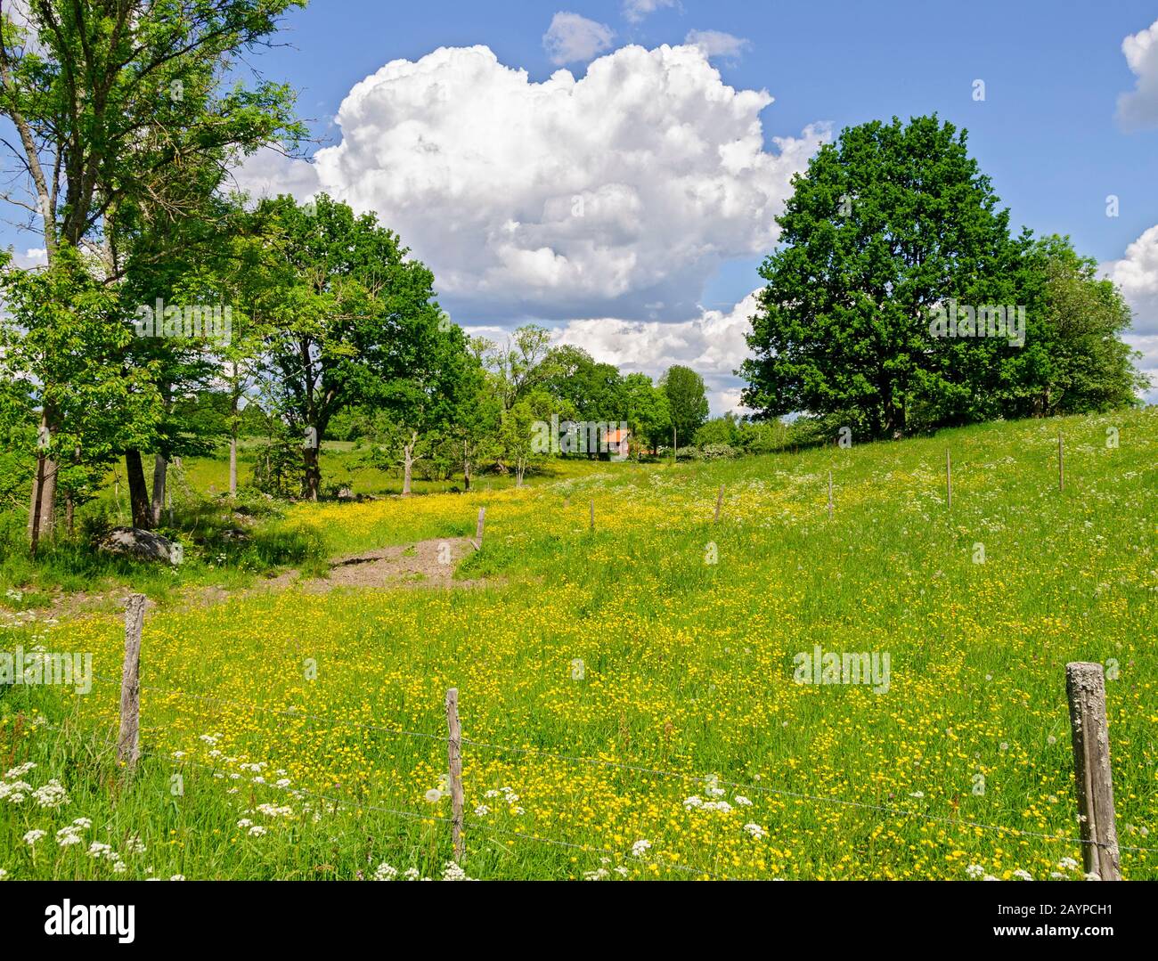 Sommerliche Landlandschaft mit blühenden Wiesen und mächtigen Wolken in Schweden Stockfoto