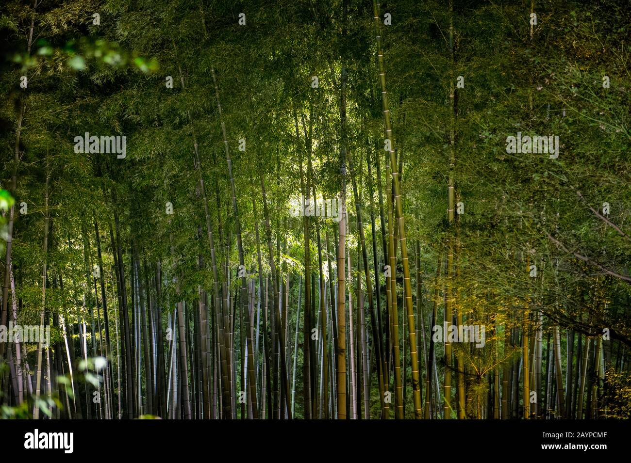 Ein Bambushain im Garten des Kodai-JI-Tempels, der sich am Fuße des Higashiyama Ryozen Mountains in Kyoto, Japan, befindet und in unmittelbarer Nähe beleuchtet wird Stockfoto