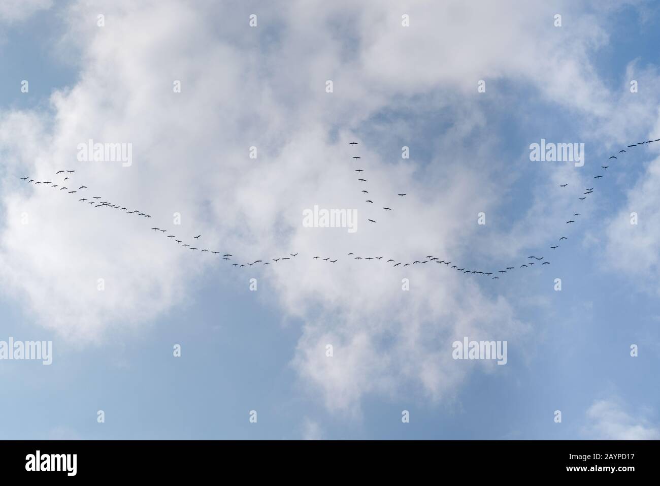 Eine große Herde oder Gruppe von Vögeln, die in blauem Himmel fliegen. Stockfoto