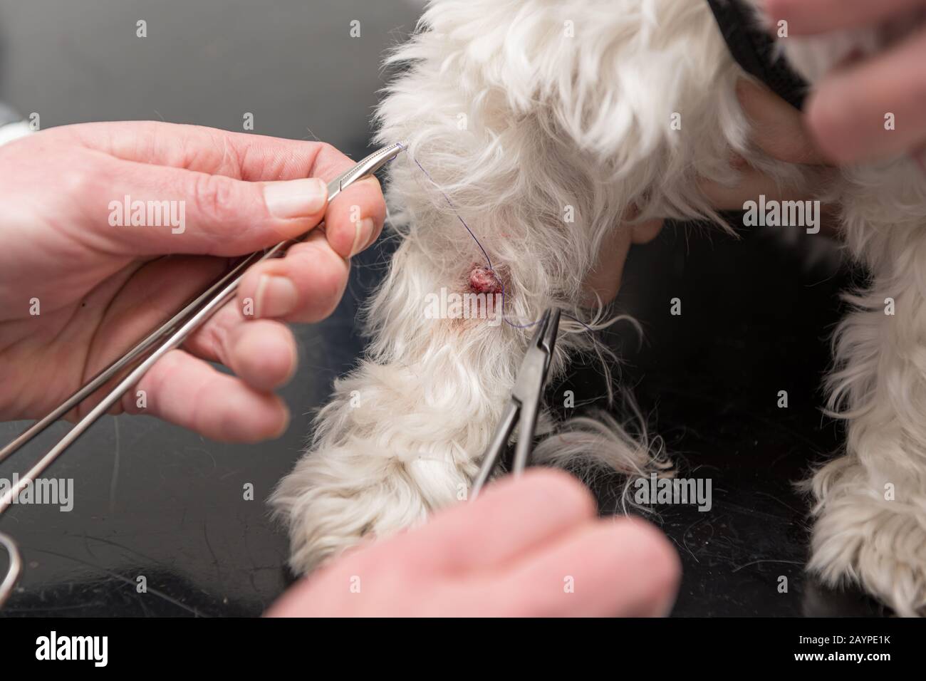 Kleines Tier am Tierarzt. Der Tierarzt bindet mit einem Faden eine Warze an  einem Hund ab Stockfotografie - Alamy