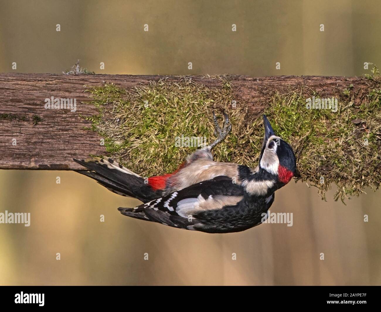 Großer Specht mit großem Punktmuster, hängend an Stockfoto