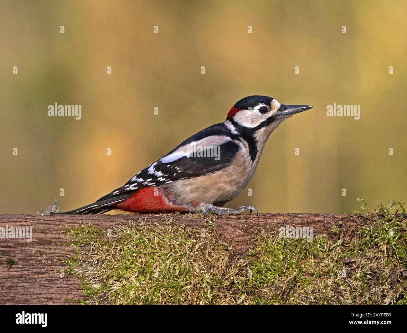 Männlich great spotted Woodpecker thront Stockfoto