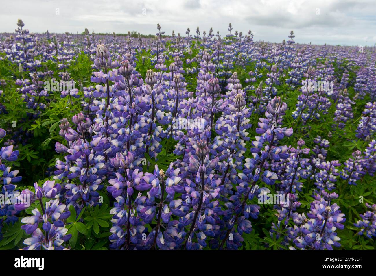 Nootka lupin (Lupinus nootkatensis), das aus Alaska eingeführt wurde, um Erosion zu verhindern, im Süden Islands. Stockfoto