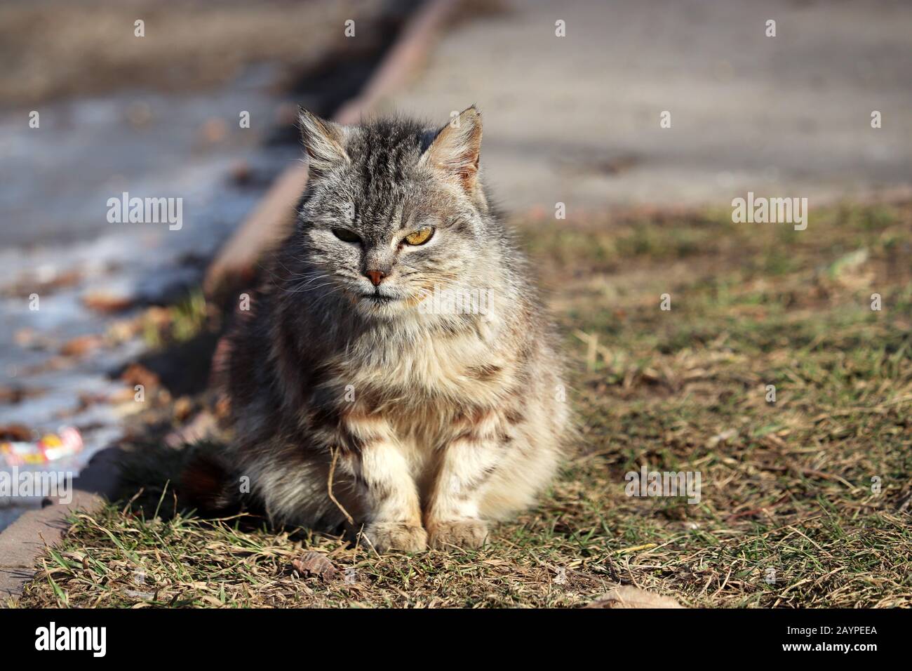 Räuberkatze mit Raubüberfall auf dem Gesicht auf einer Straße sitzend. Verärgertes Tier bei kaltem Wetter, ländliche Szene Stockfoto