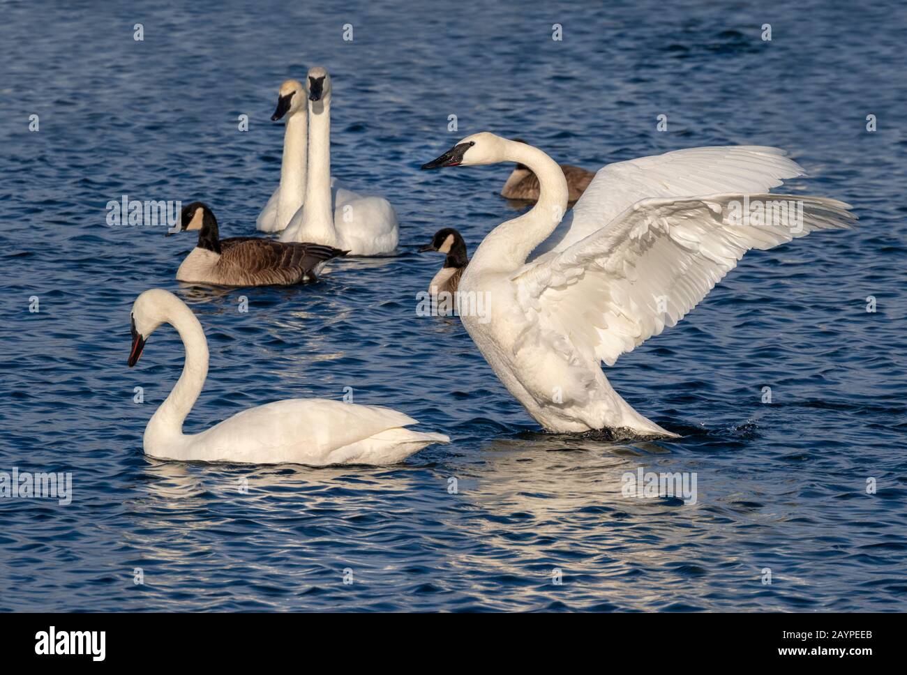 Trompeterschwäne (Cygnus buccinator) und kanadas Gänse (Branta canadensis) in einem See, Iowa, USA. Stockfoto