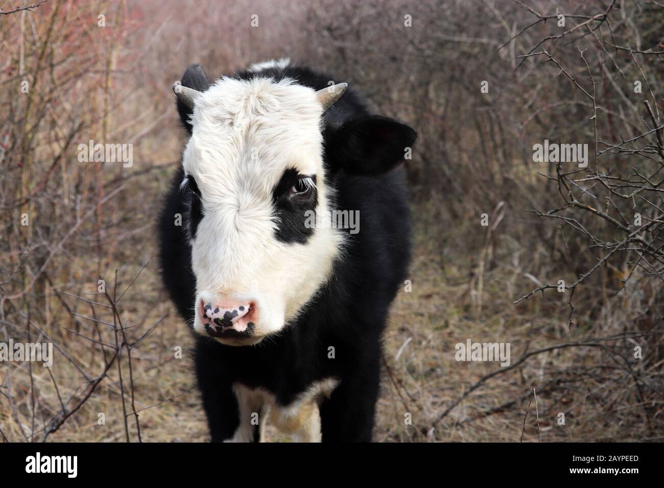 Der junge Stier weidete auf einer Weide im Wald, dicht oben auf dem weiß-schwarzen Kopf wie ein Panda Stockfoto