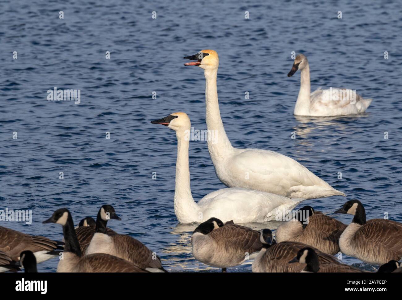 Trompeterschwäne (Cygnus buccinator) und kanadas Gänse (Branta canadensis) in einem See, Iowa, USA. Stockfoto