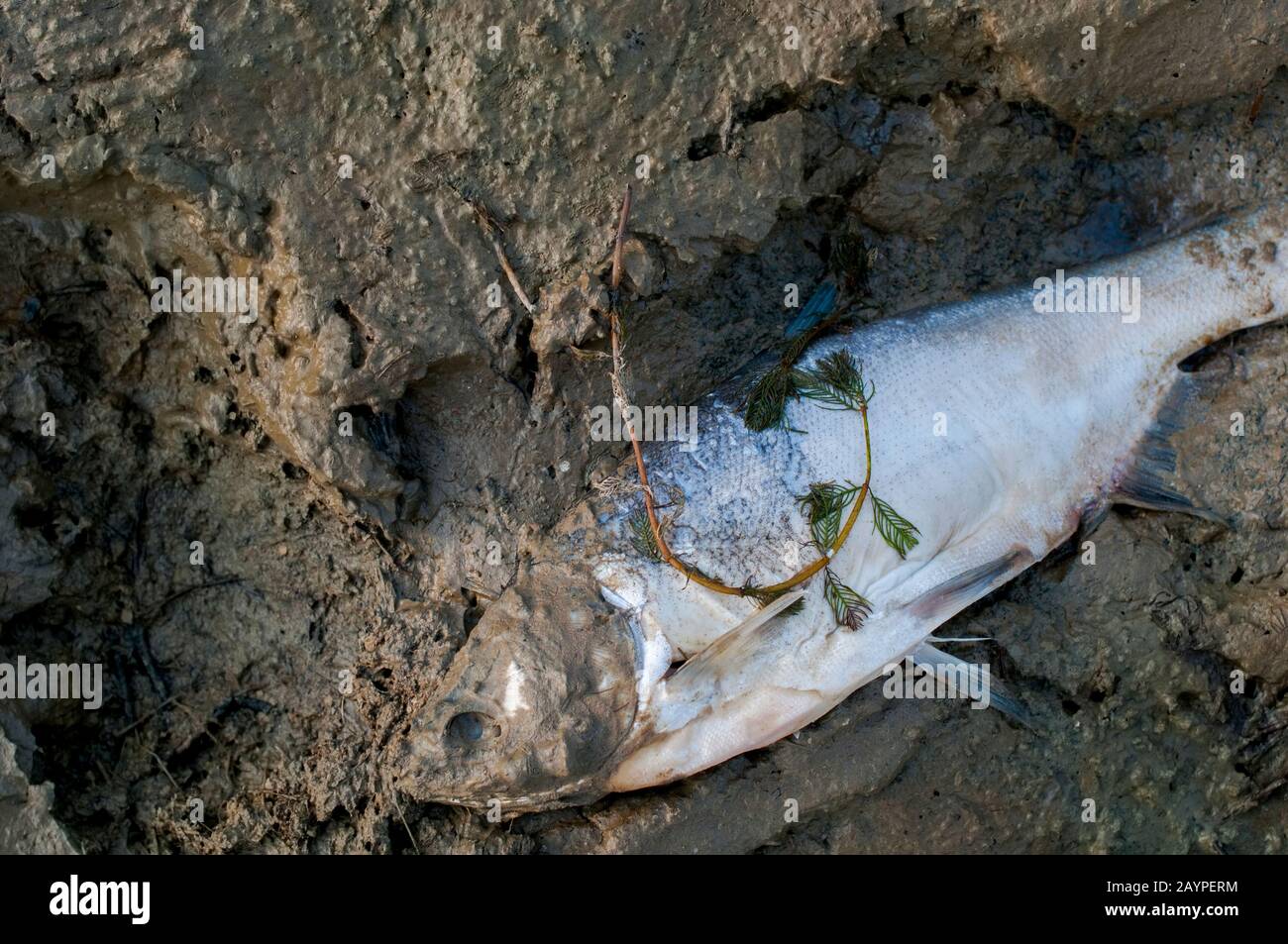 Silberner Karpfenfisch auf dem Boden Stockfoto