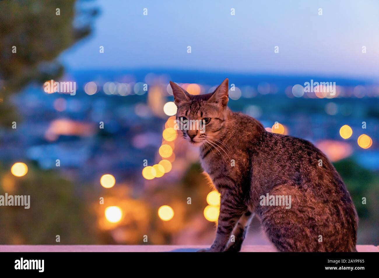 Portrait von süßen fröhlichen, liebenswerten, lustigen und kleinen Kätzchen, die draußen auf der Straße der Stadt spazieren gehen. Schöne junge Katze, die in Spanien wie ein Supermodel posiert Stockfoto