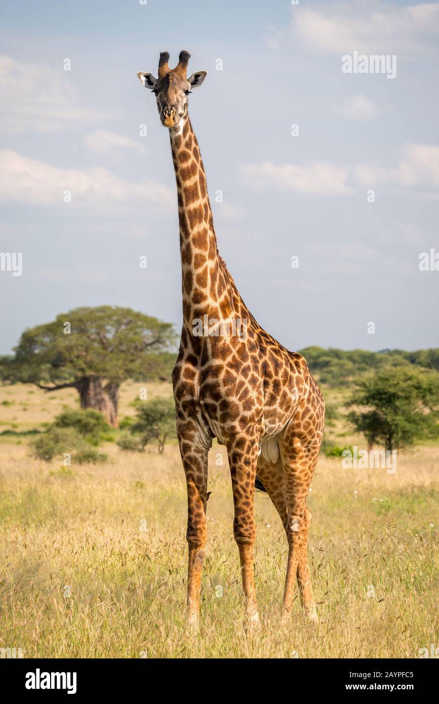 Einzelne Giraffe (Giraffa c. Tippelskirchi), die auf Gras in der Savanne des Tarangire National Park steht. Im Hintergrund steht ein Baobabbaum. Stockfoto