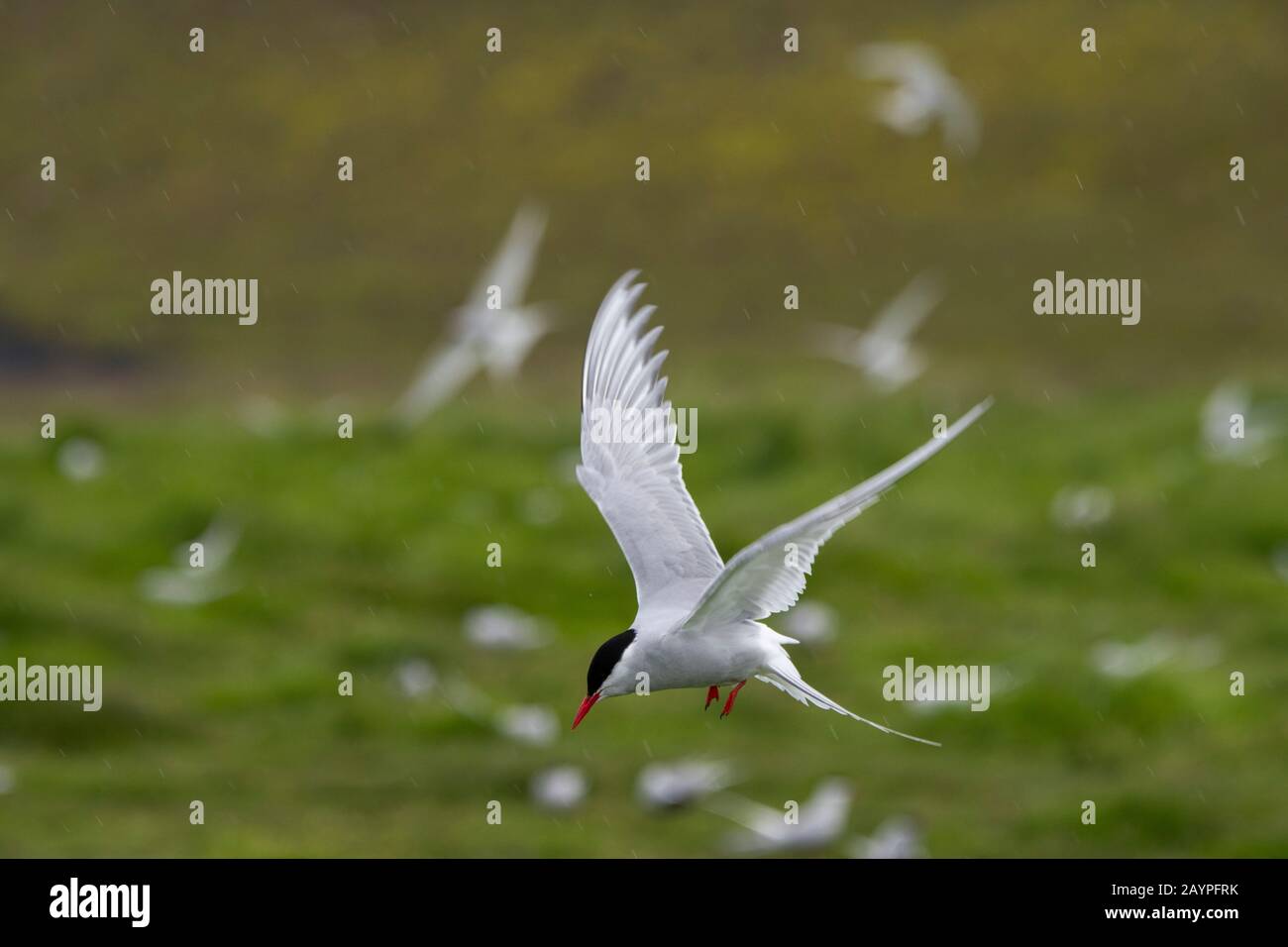 Ein arktischer Tern (Sterna paradisaea) schwänzelt über die Nistkolonie am Jökulsárlón im Südosten Islands, am Rande des Vatnajökull National Pa Stockfoto