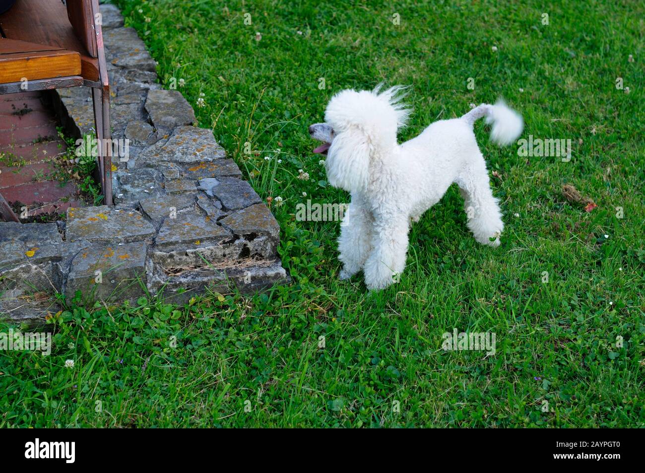 Auf dem grünen Gras eines schönen Tages wird ein weißes Pudel gespielt Stockfoto