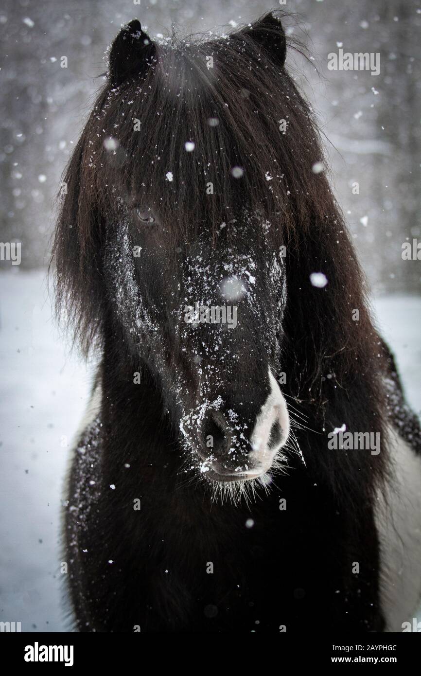 Einzigartiges Pinto-Gelding isländisches Pferd in einem Schneesturm Stockfoto