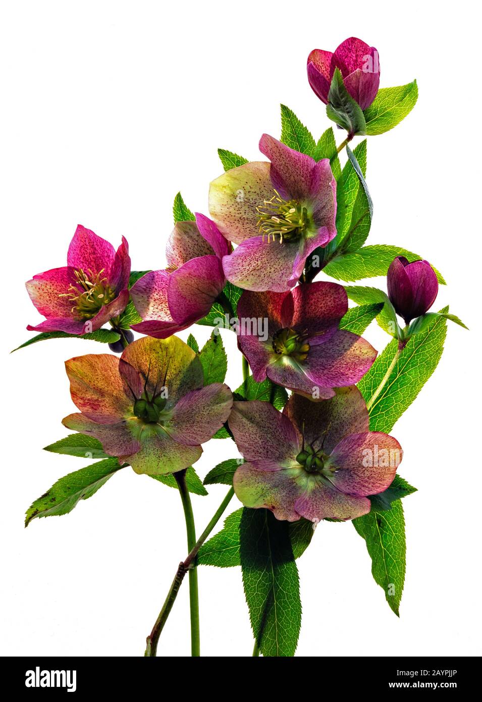 Anordnung der grünen und violetten Helleborus Nieswurz Blumen stammt und hinterlässt auf weißem Hintergrund. Stockfoto