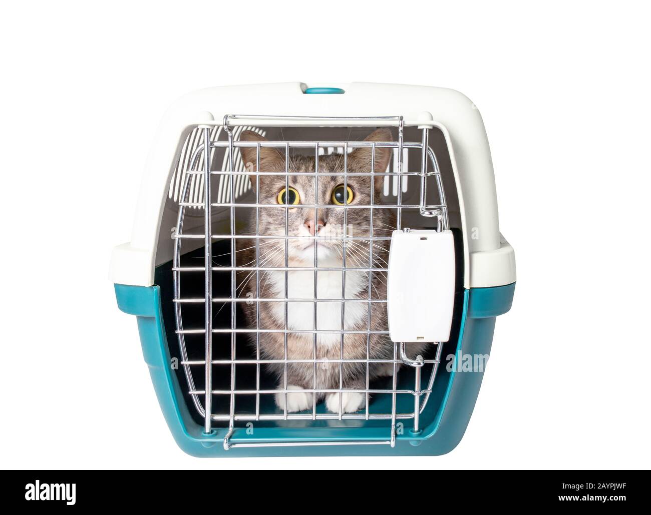Die niedliche, verlorene graue Katze sitzt in einem Plastikkäfig, der auf weiß isoliert ist. Transport, Tierklinik und Tierpflegekonzept Stockfoto