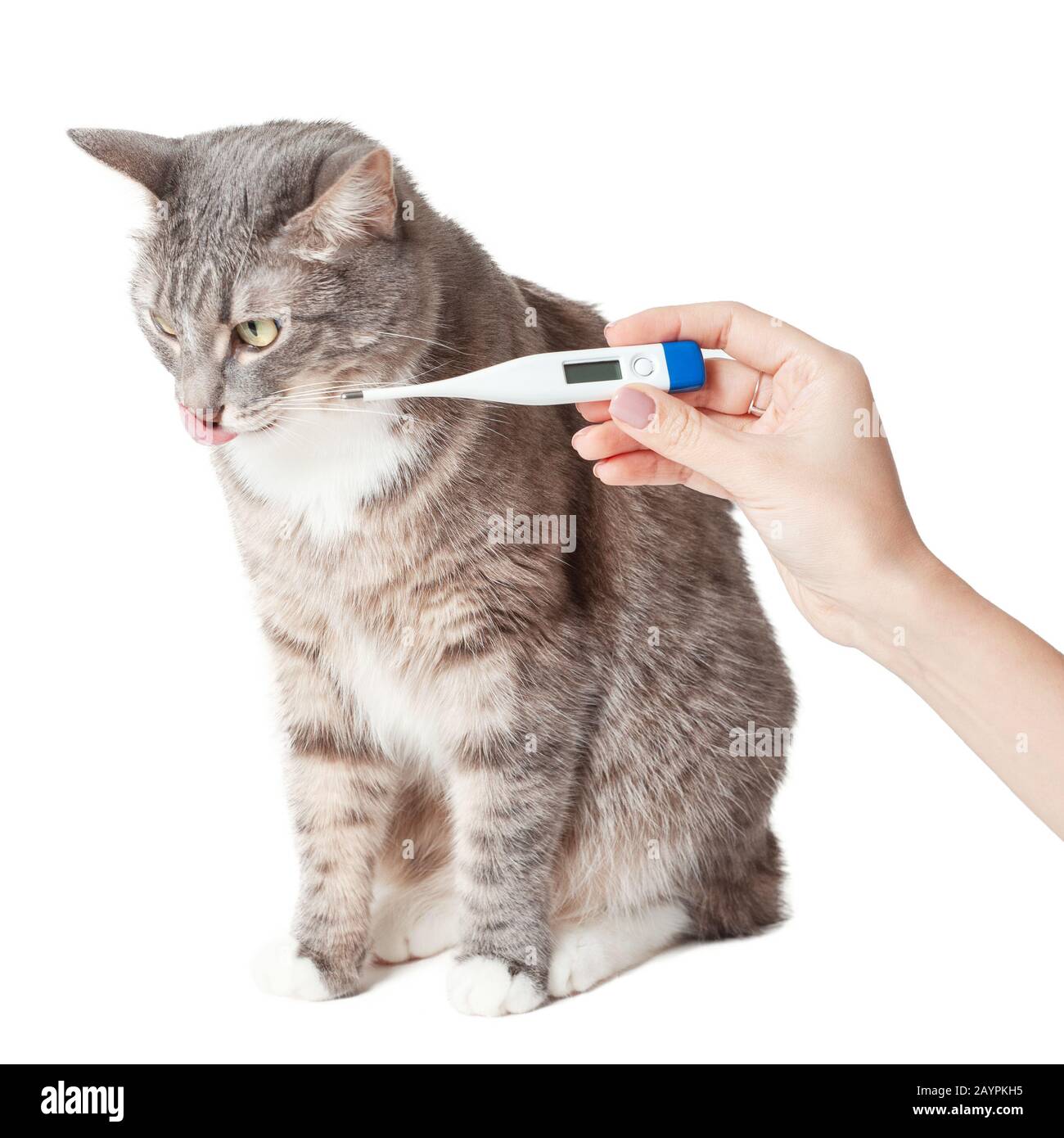 Die weibliche Hand hält ein elektronisches modernes Thermometer mit einer Hauskatze im Hintergrund. Das Konzept der Tierseuche und Tierklinik Stockfoto