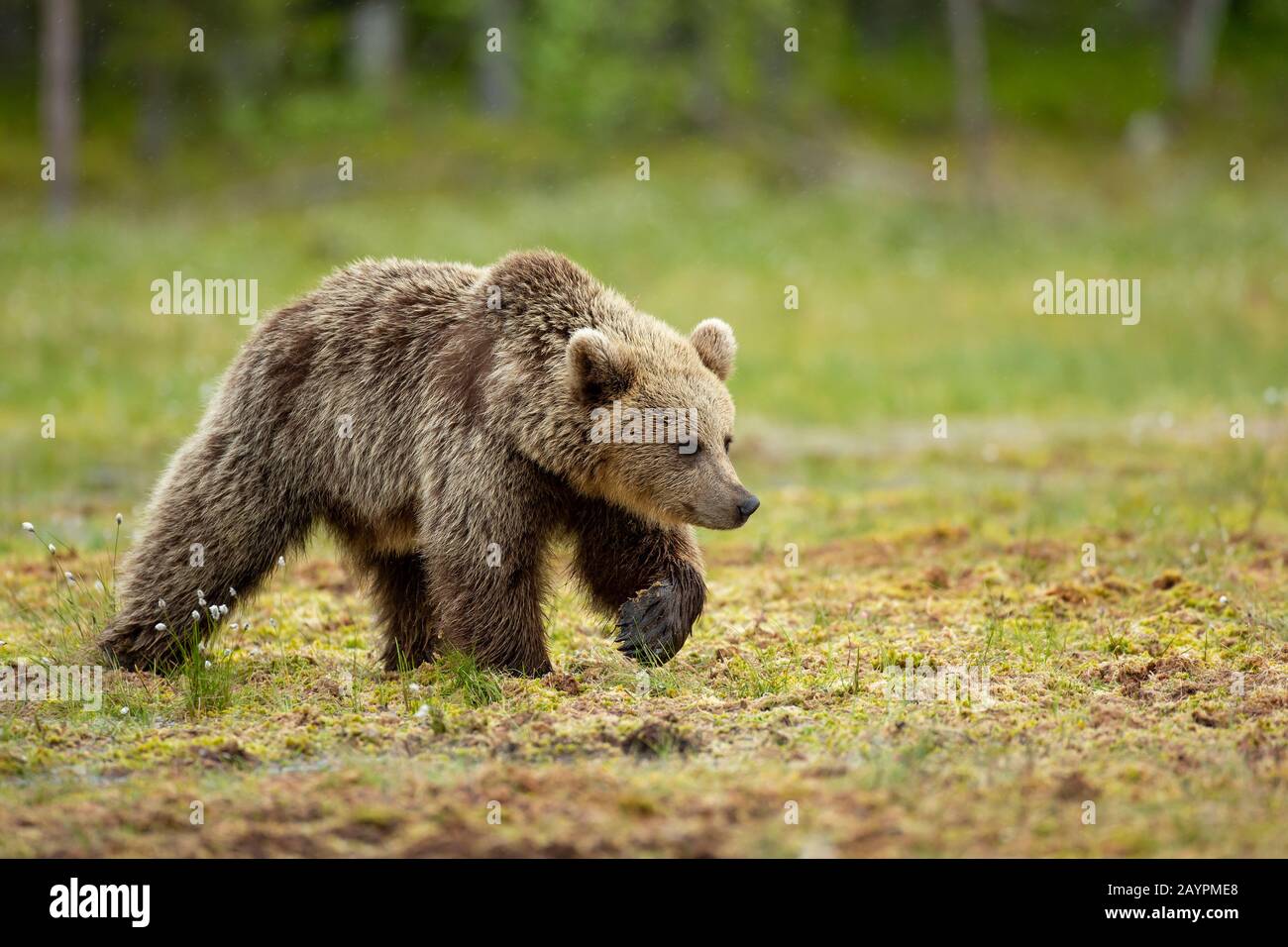 Eurasischer Braunbär (Ursus arctos arctos) auf Nahrungssuche Stockfoto