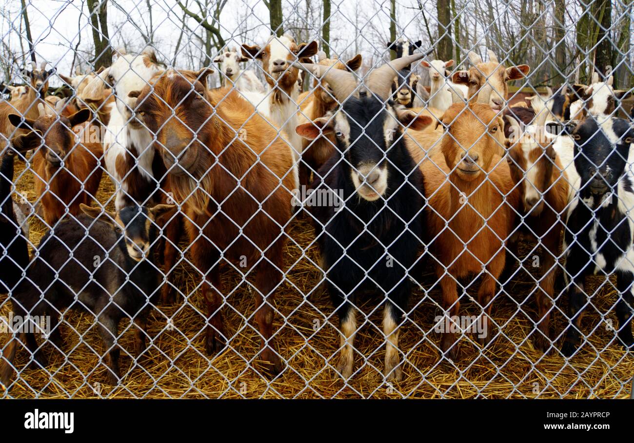 Eine Gruppe neugieriger Ziegen, die hinter einem Drahtzaun stehen Stockfoto